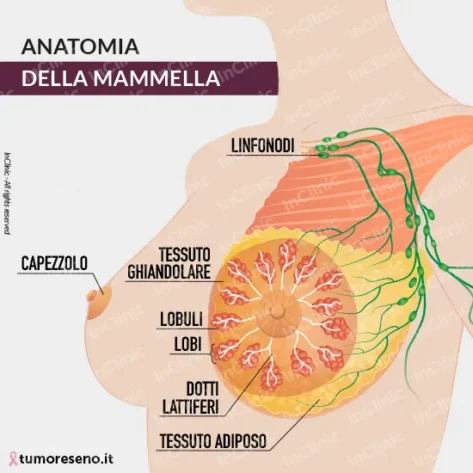 anatomia della mammella infografica